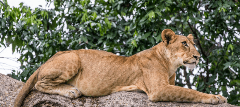 How to Spot Tree-Climbing Lions in Uganda’s Ishasha
