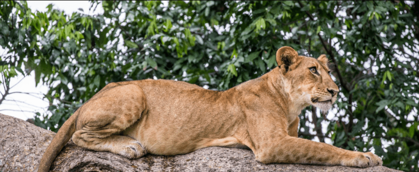 How to Spot Tree-Climbing Lions in Uganda’s Ishasha