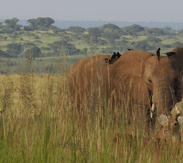 Uganda National Parks – Must-See Wildlife