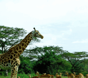 Uganda Safari Holidays – Top Attractions