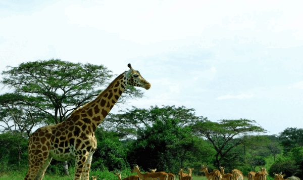 Uganda Safari Holidays – Top Attractions