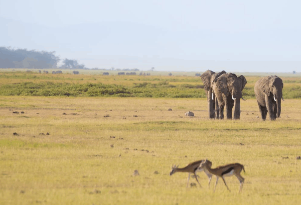 Are There Walking Safaris in Kenya’s Amboseli?