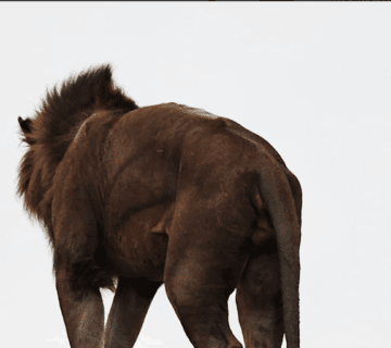 Guided walking safari in Tanzania's wilderness
