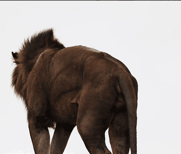 Guided walking safari in Tanzania's wilderness