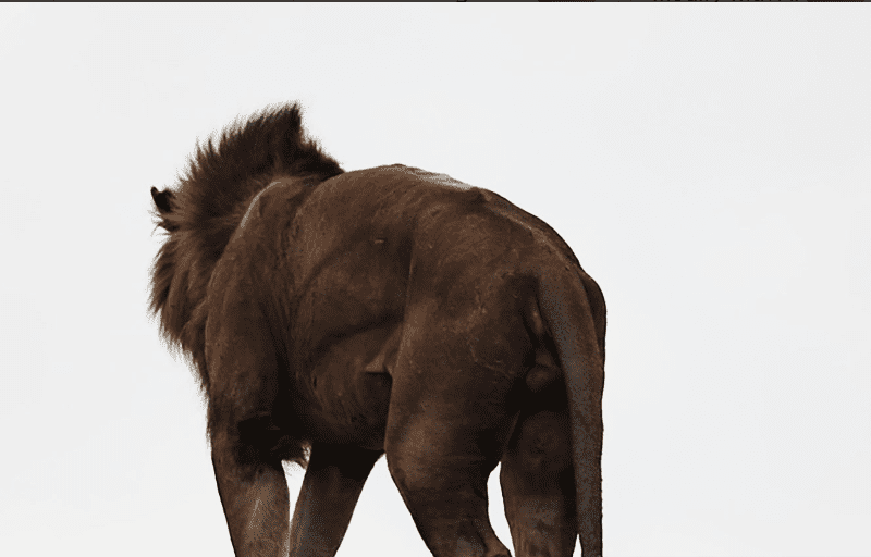 walking-safari-destination Guided walking safari in Tanzania's wilderness