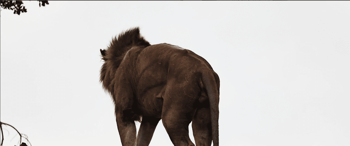 Guided walking safari in Tanzania's wilderness
