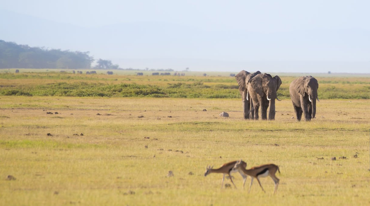 Are There Walking Safaris in Kenya’s Amboseli?