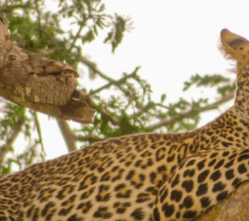 How to Choose Between Serengeti and Maasai Mara: An Inspirational Guide to the Ultimate Safari Adventure