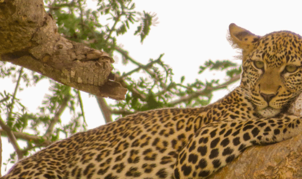 How to Choose Between Serengeti and Maasai Mara: An Inspirational Guide to the Ultimate Safari Adventure