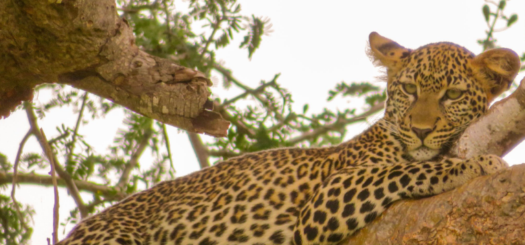 Where to See Leopards in Rwanda’s Akagera Park