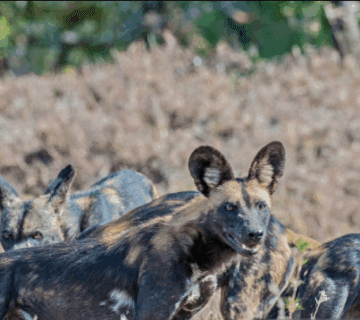 How to Spot Rare African Wild Dogs in Kenya: A Guide to Witnessing Nature’s Most Elusive Predators