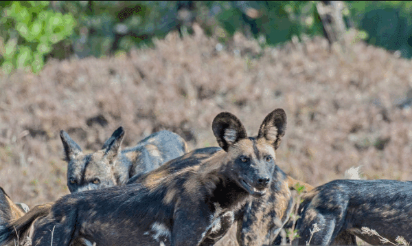 How to Spot Rare African Wild Dogs in Kenya: A Guide to Witnessing Nature’s Most Elusive Predators