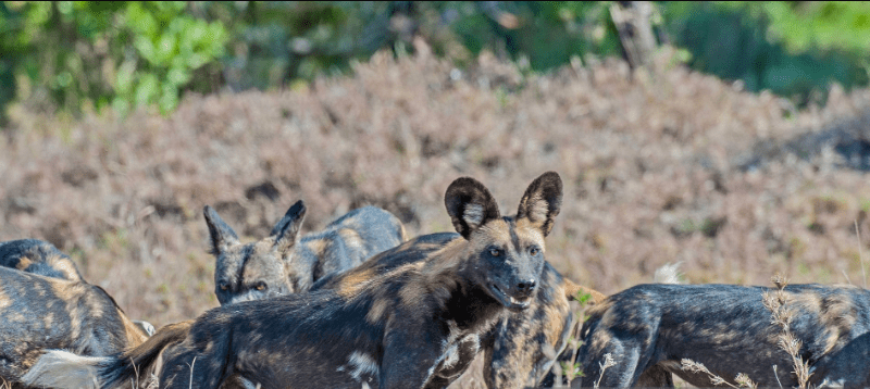 How to Spot Rare African Wild Dogs in Kenya: A Guide to Witnessing Nature’s Most Elusive Predators