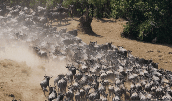 Best Time for Wildebeest Migration in Kenya’s Maasai Mara