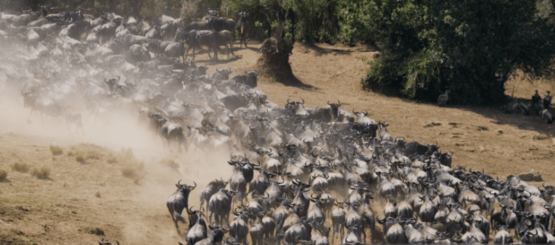 wildebeest-migration Best Time for Wildebeest Migration in Kenya’s Maasai Mara