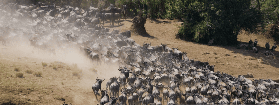 Best Time for Wildebeest Migration in Kenya’s Maasai Mara