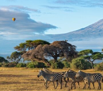 Zebras grazing on the grassy plains near Mount Kilimanjaro with the mountain visible in the background 