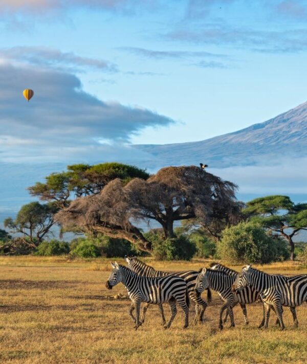 Zebras grazing on the grassy plains near Mount Kilimanjaro with the mountain visible in the background.
