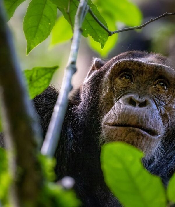 Chimpanzee in the wild, observing its natural habitat.