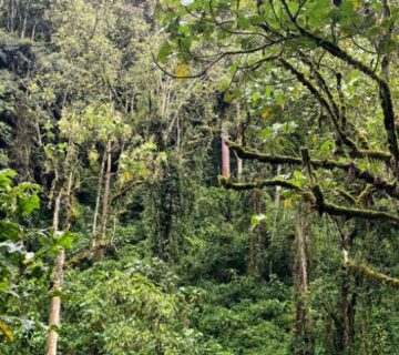 Scenic view of a national park with lush greenery, towering trees, and mountains in the background 
