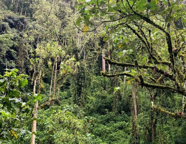 Scenic view of a national park with lush greenery, towering trees, and mountains in the background.