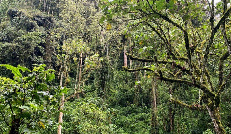 Bwindi-forest Scenic view of a national park with lush greenery, towering trees, and mountains in the background.