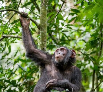 Chimpanzee trekking through Budongo Forest