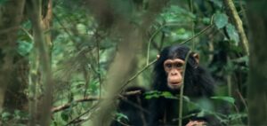 A curious chimpanzee in its natural forest habitat, showcasing the intelligence and social behavior of primates.