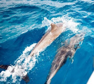 Playful dolphins swimming in the clear waters of Zanzibar 