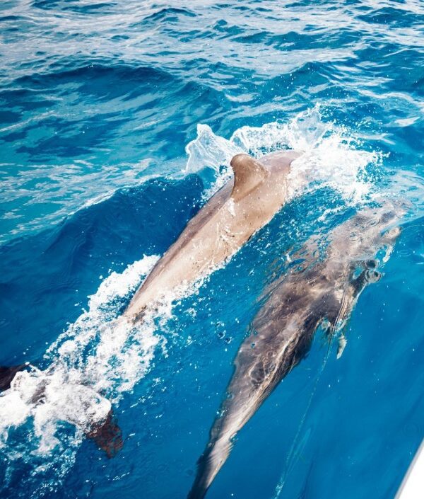 Playful dolphins swimming in the clear waters of Zanzibar.