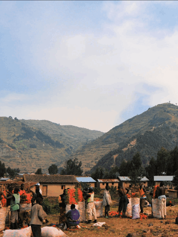 Best East African Country for Vegan Travelers: A Journey of Compassion and Discovery