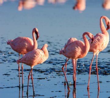 Lake Nakuru National Park showcasing flamingos and diverse wildlife in a serene natural setting 