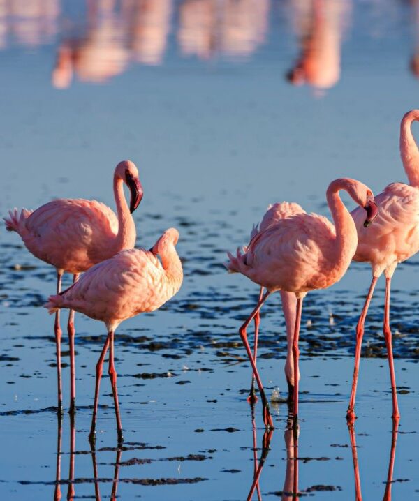 Lake Nakuru National Park showcasing flamingos and diverse wildlife in a serene natural setting.