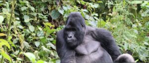 Mountain gorilla family resting in dense vegetation near Mount Muhabura.