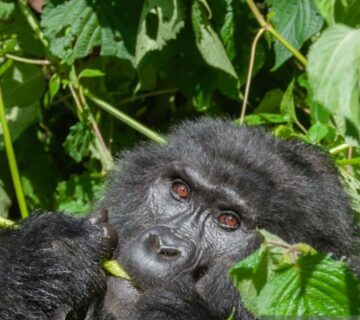 A group of mountain gorillas in Volcanoes National Park, Rwanda, interacting in their natural habitat 