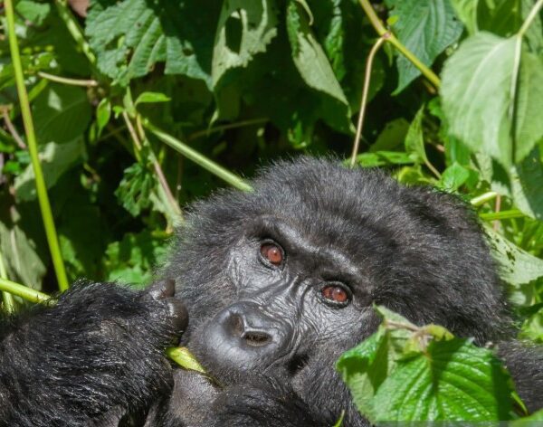A group of mountain gorillas in Volcanoes National Park, Rwanda, interacting in their natural habitat.