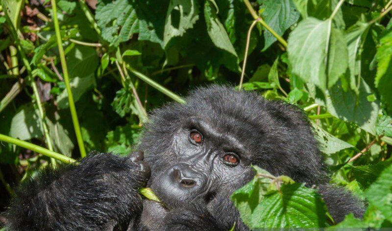 A group of mountain gorillas in Volcanoes National Park, Rwanda, interacting in their natural habitat.