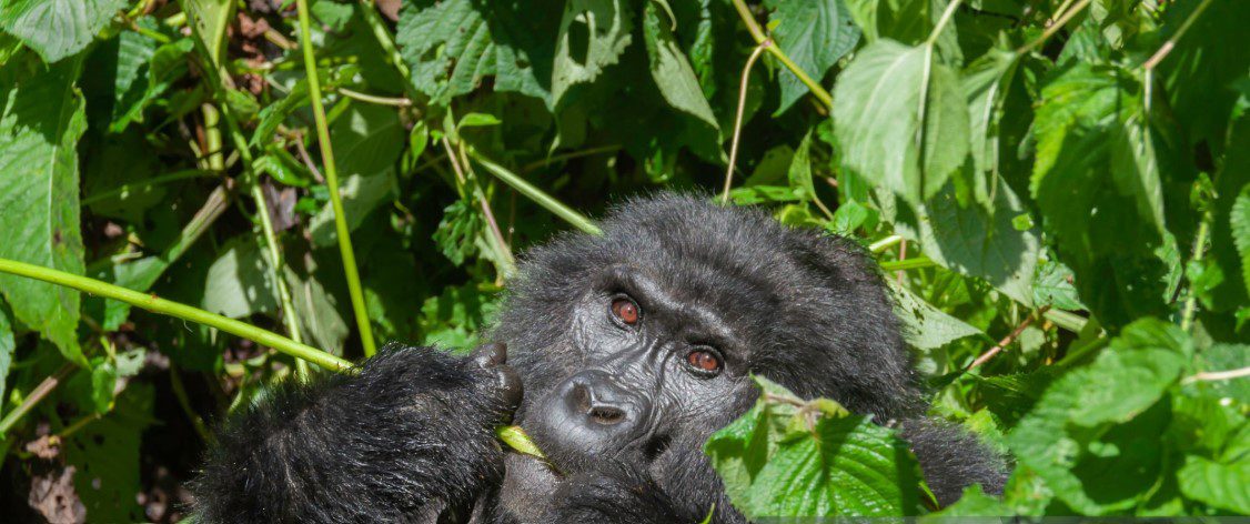 A group of mountain gorillas in Volcanoes National Park, Rwanda, interacting in their natural habitat.