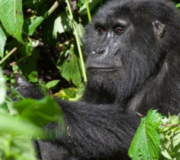 Mountain gorilla in a lush forest during a gorilla trekking adventure in East Africa 