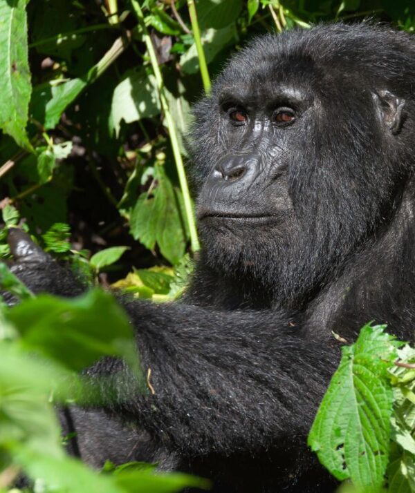 mountain gorilla in a lush forest during a gorilla trekking adventure in East Africa.
