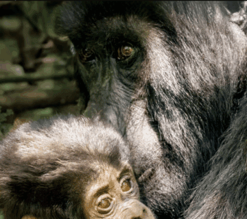Kenya Gorilla Trekking Physical Challenges: A Journey of Strength, Perseverance, and Triumph