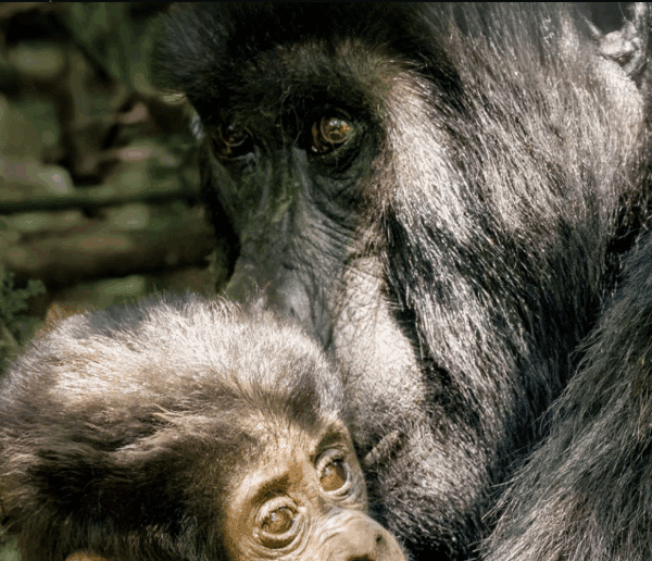Kenya Gorilla Trekking Physical Challenges: A Journey of Strength, Perseverance, and Triumph