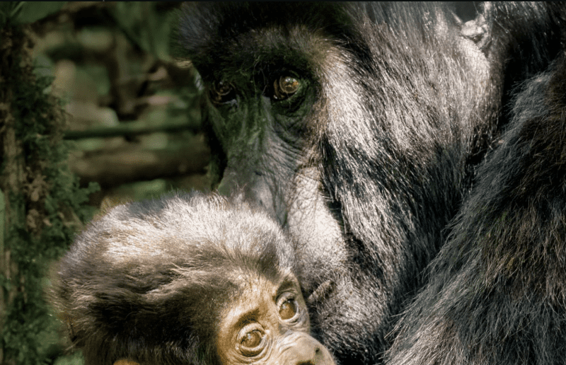 Kenya Gorilla Trekking Physical Challenges: A Journey of Strength, Perseverance, and Triumph