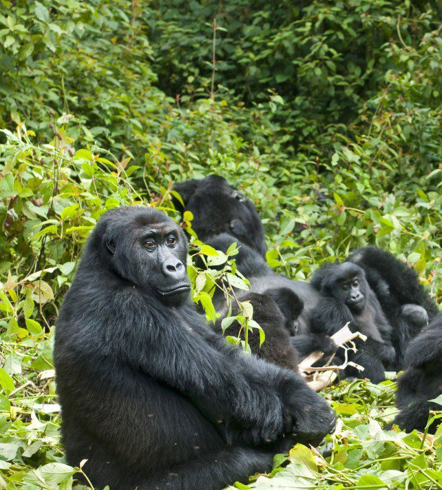 trek gorillas on a Combined Group Safari
