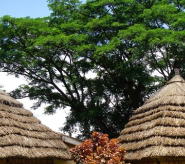 Ugandan homestay experience with a local family in rural Uganda 