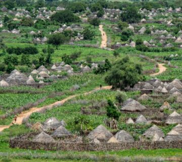 A scenic view of a traditional Karamoja village in northeastern Uganda, with round mud huts, livestock grazing nearby, and the rugged landscape of the region in the background 