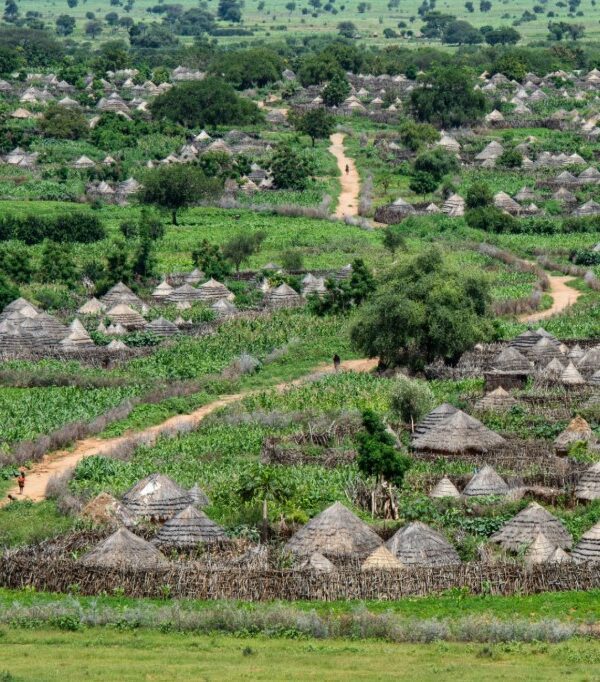 A scenic view of a traditional Karamoja village in northeastern Uganda, with round mud huts, livestock grazing nearby, and the rugged landscape of the region in the background.
