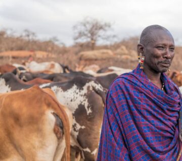 Maasai elder grazing cattle on open savannah grassland
