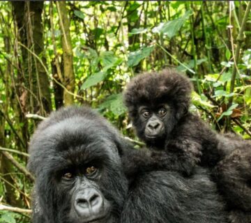 Mountain gorillas in Bwindi Impenetrable Forest and Virunga National Park