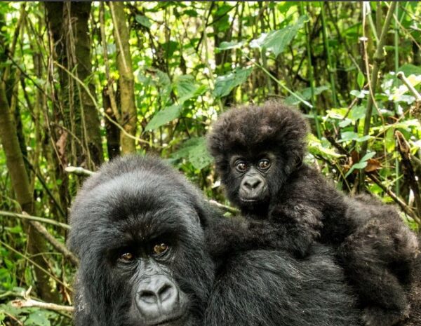 Mountain gorillas in Bwindi Impenetrable Forest and Virunga National Park